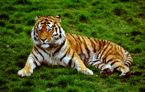 Siberian_Tiger_at_Colchester_Zoo,_UK._(5755163592)