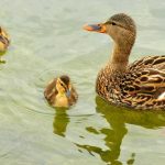 mallard-ducks-938502_1280